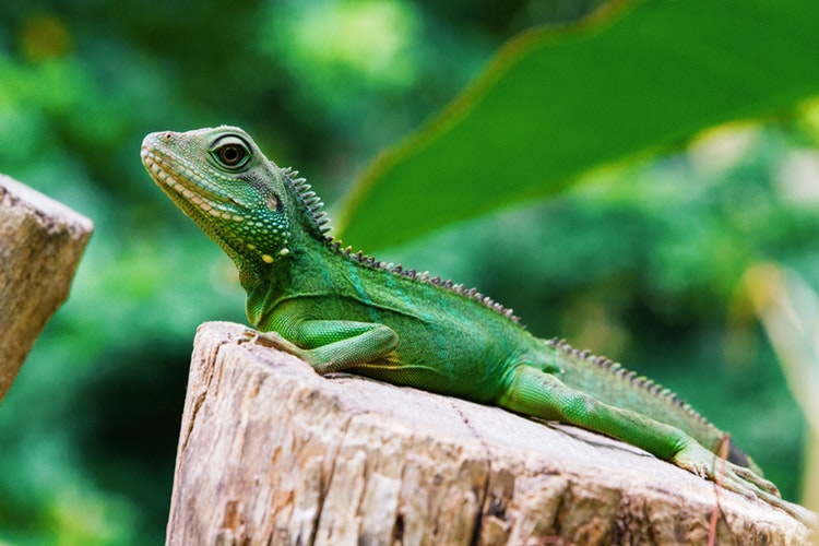 iguana en el arbol