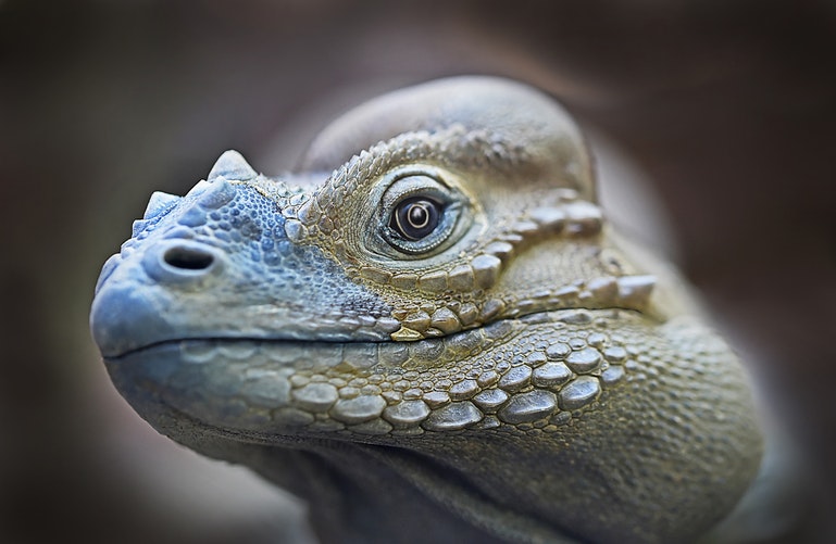 iguana fondo