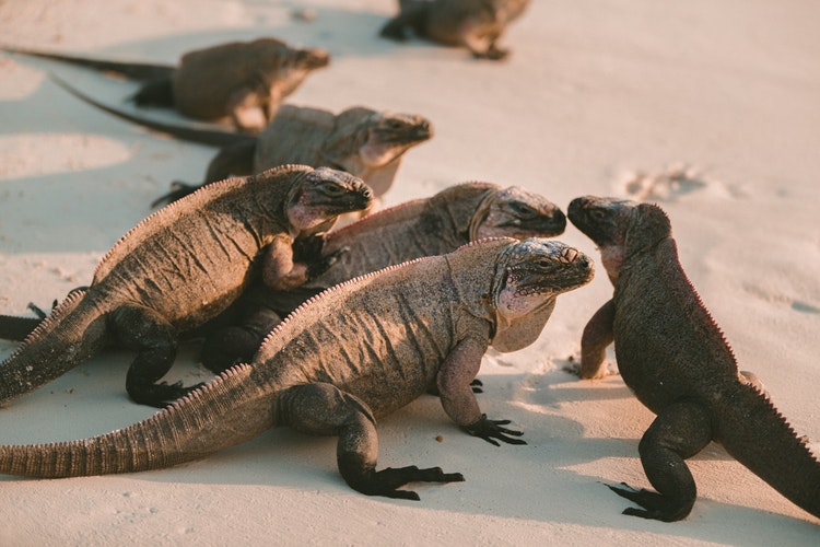 iguana fondo